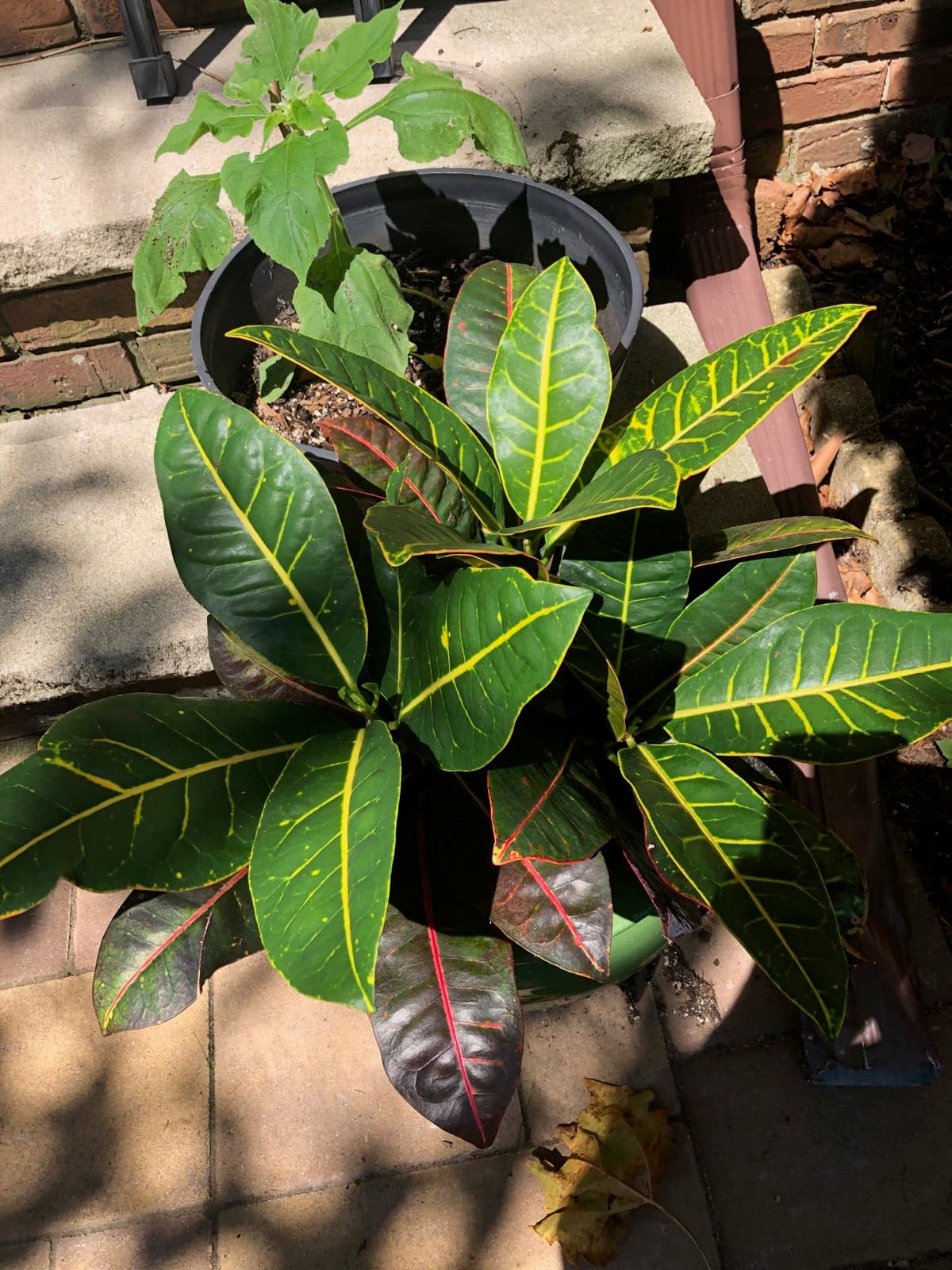 Grandpa's Garden