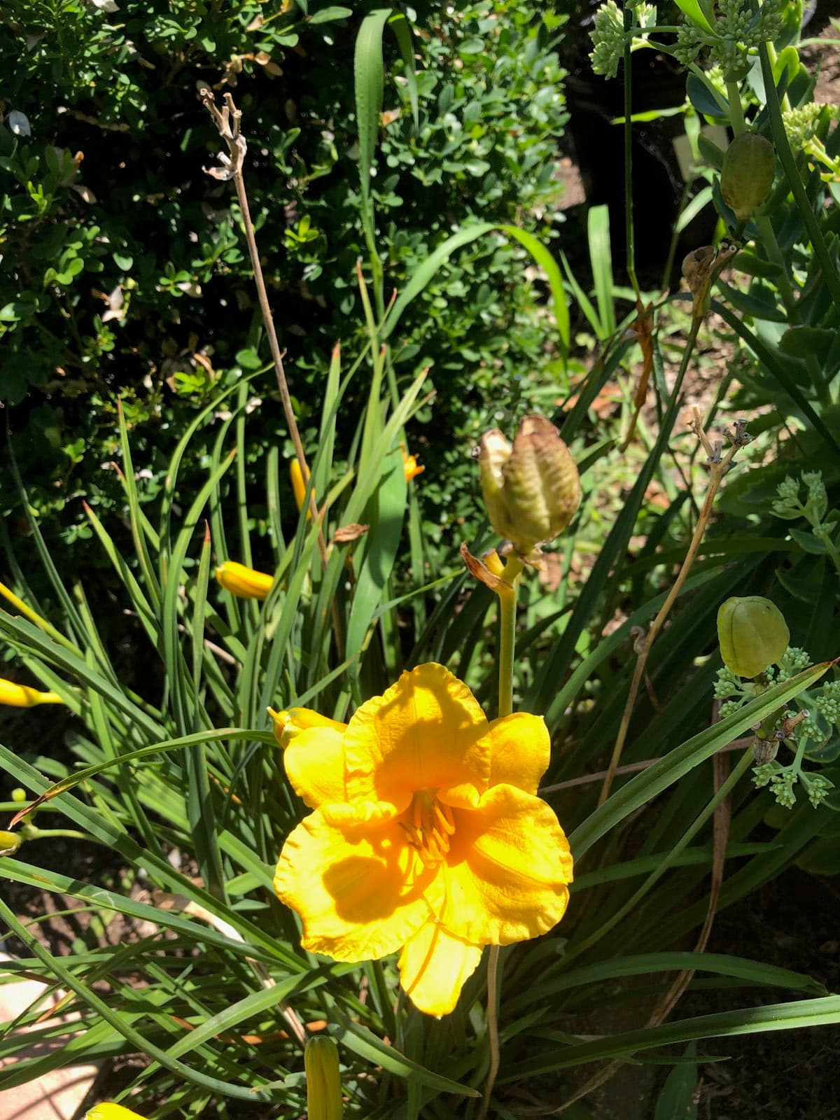 Grandpa's Garden
