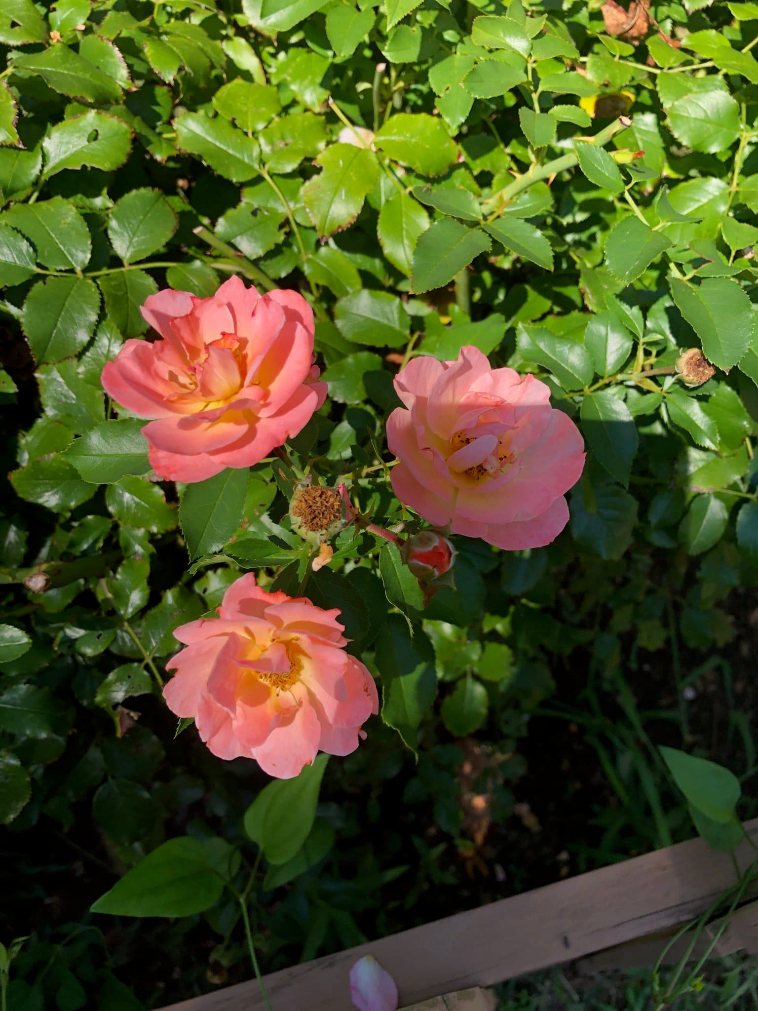 Grandpa's Garden