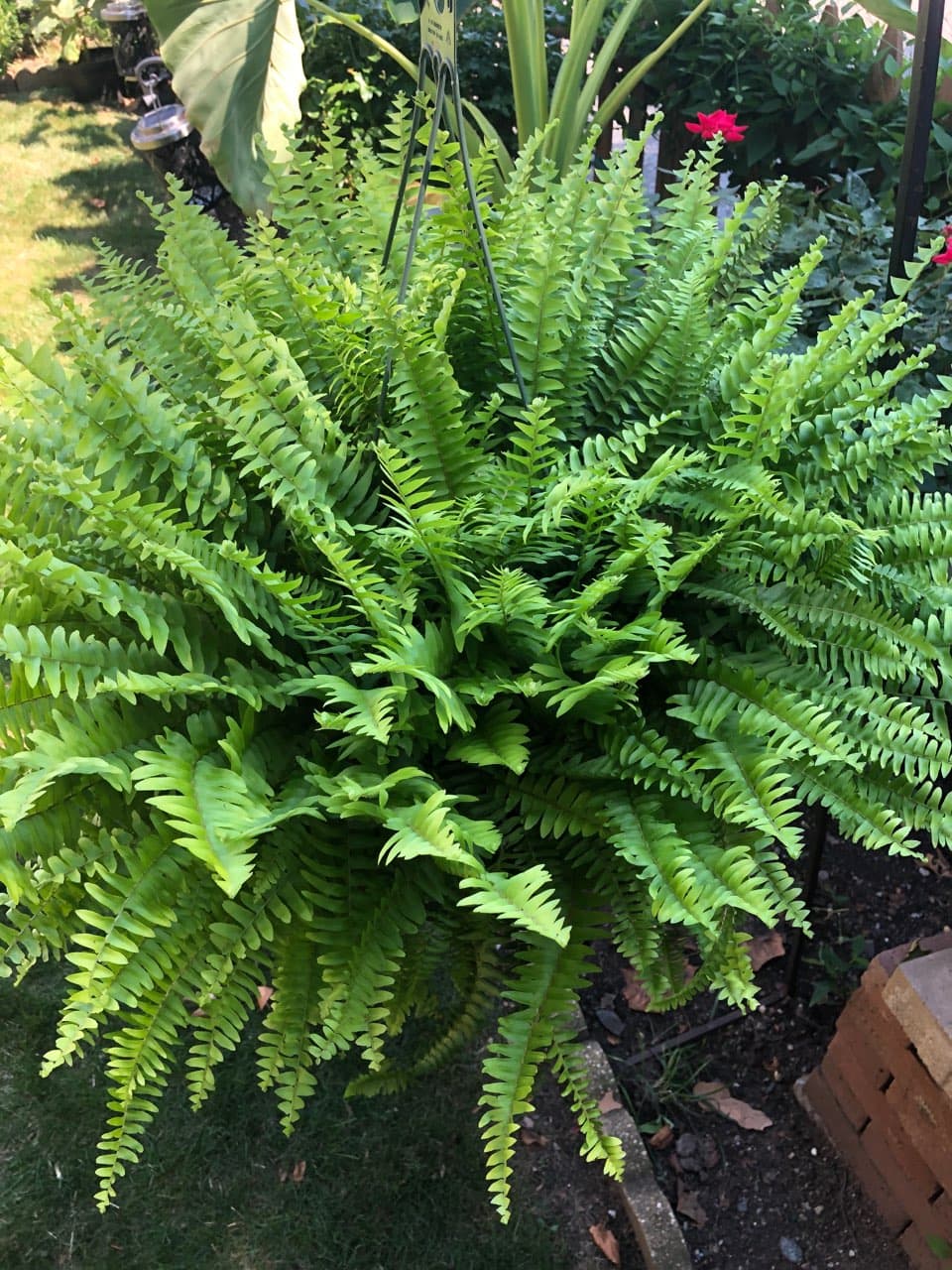 Grandpa's Garden