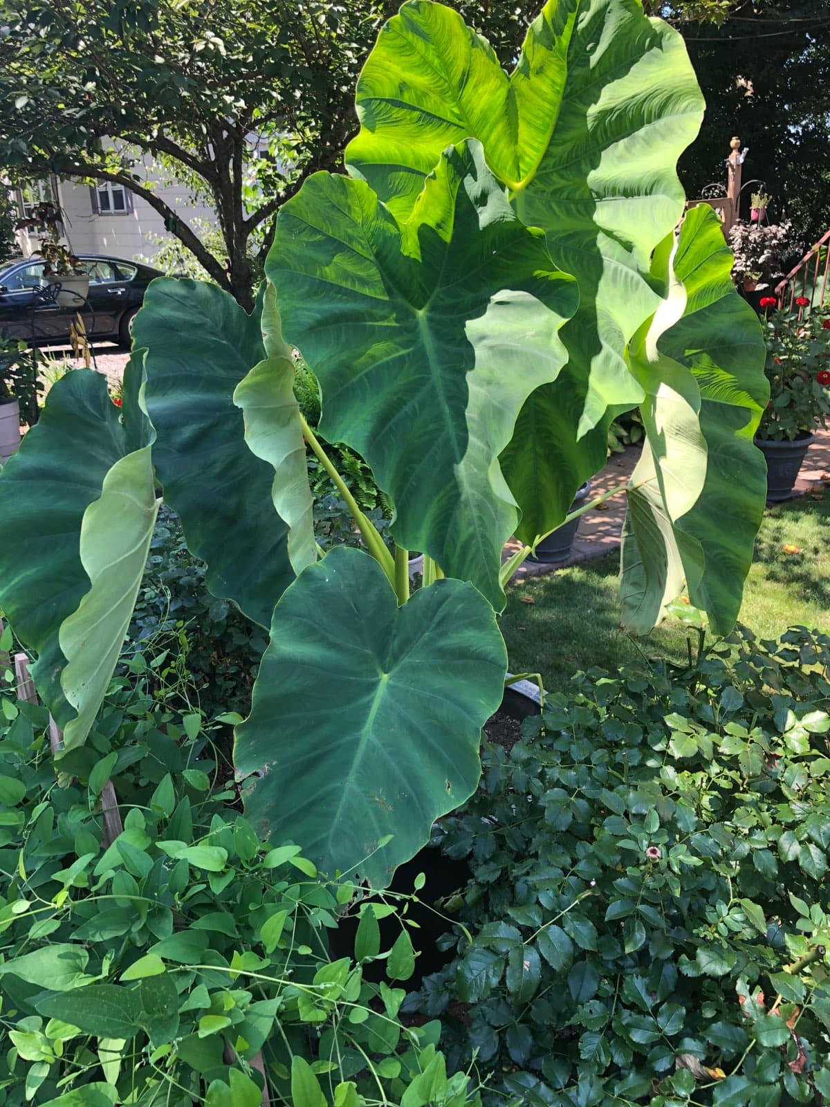 Grandpa's Garden
