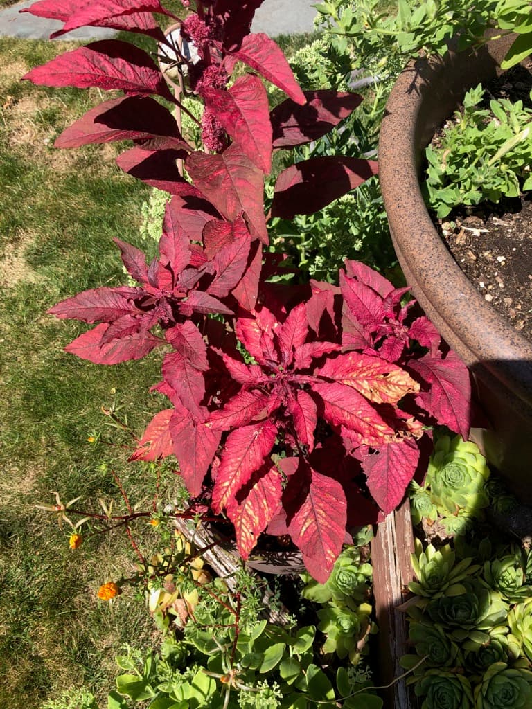 Grandpa's Garden